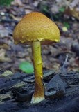 Pholiota granulosa image