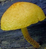 Pholiota granulosa image
