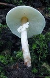 Lepiota cristata image