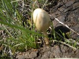 Panaeolus semiovatus image