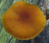 Pholiota granulosa image