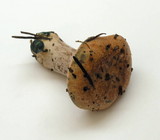 Lactarius rubrilacteus image