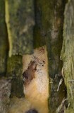 Ceratiomyxa fruticulosa var. fruticulosa image