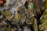 Ceratiomyxa fruticulosa var. fruticulosa image