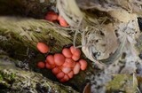 Lycogala epidendrum image