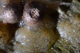 Lycogala epidendrum image