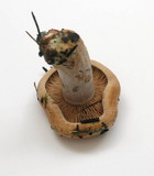 Lactarius rubrilacteus image