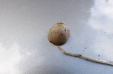 Conocybe apala image