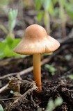 Marasmius oreades image