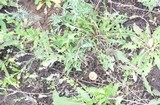 Marasmius oreades image