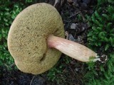 Boletus miniato-olivaceus image