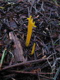 Calocera viscosa image