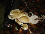 Mycena galericulata image