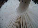 Megacollybia rodmanii image