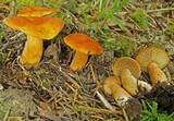 Lactarius substriatus image
