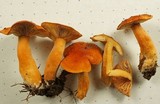 Lactarius substriatus image