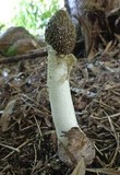 Phallus indusiatus image