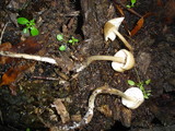 Mycena galericulata image