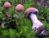 Cortinarius laniger image