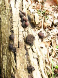 Daldinia childiae image