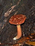 Phylloporus leucomycelinus image