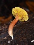 Phylloporus leucomycelinus image