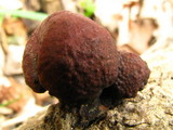 Daldinia childiae image