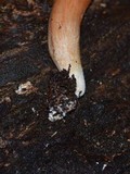 Phylloporus leucomycelinus image