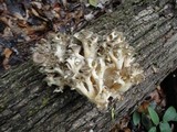 Polyporus umbellatus image