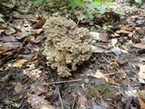 Polyporus umbellatus image