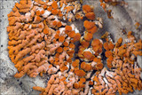 Xanthoria elegans image