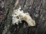 Polyporus umbellatus image