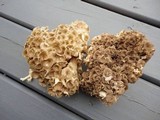 Polyporus umbellatus image