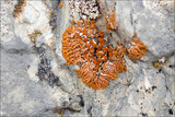 Xanthoria elegans image