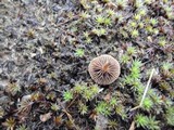Psilocybe montana image