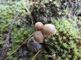 Psilocybe montana image