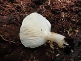 Hygrophorus laurae image