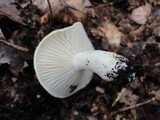 Hygrophorus laurae image