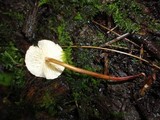 Mycetinis scorodonius image