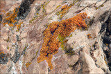 Xanthoria elegans image