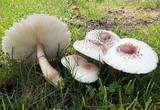 Leucoagaricus americanus image