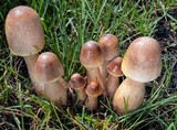 Leucoagaricus americanus image