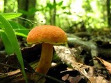 Boletus rubellus image