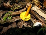 Boletus rubellus image