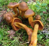 Cortinarius fervidus image