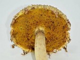 Boletellus ananas image