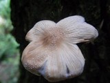 Coprinellus domesticus image
