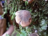 Coprinellus domesticus image