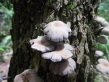 Coprinellus domesticus image