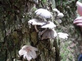 Coprinellus domesticus image
